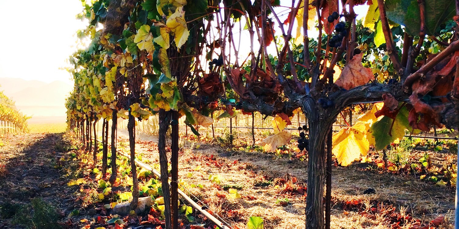 Viaje impulsado por el vino 